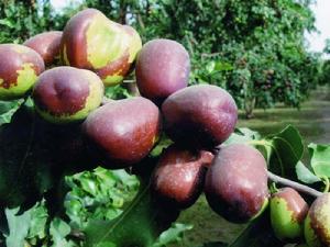 贊皇大棗 贊皇大棗