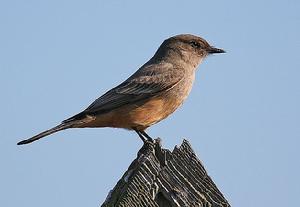 棕腹長尾霸鶲 棕腹長尾霸鶲