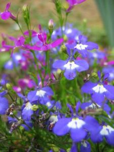 思茅狹葉山梗菜