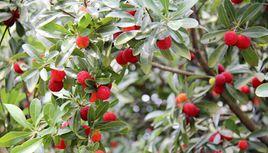 譚家山鎮 譚家山鎮