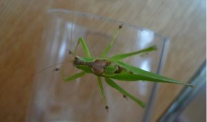 素色似織螽 素色似織螽