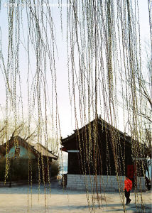 中華細柳蘚 中華細柳蘚