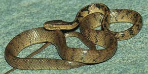 喜山鈍頭蛇 喜山鈍頭蛇