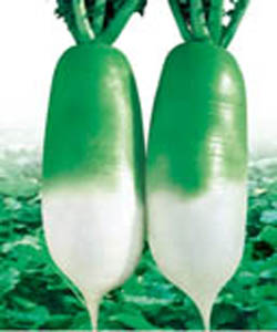 東洋盛夏 東洋盛夏