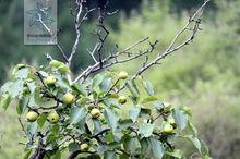 酸梨[木梨異名]