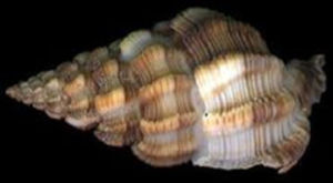 阿Q峨螺 阿Q峨螺