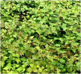 蛇葡萄根 蛇葡萄根