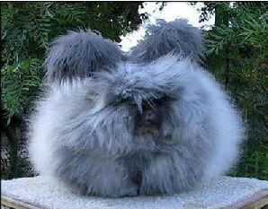 毛用兔