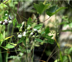 霧靈柴胡 霧靈柴胡