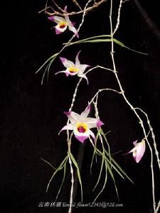 串珠石斛 串珠石斛