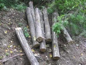 永紅林場 永紅林場