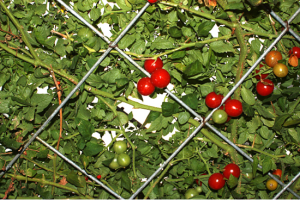 永泰綠色生態園 永泰綠色生態園