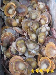 半殼翡翠扇貝 半殼翡翠扇貝