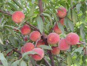 張莊冬桃 張莊冬桃