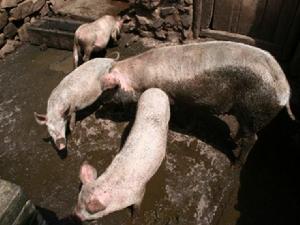 迤新村-生豬養殖