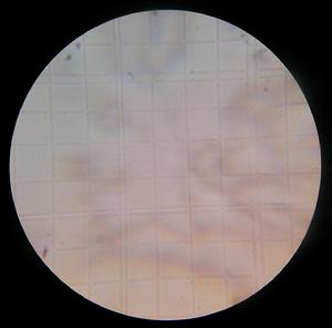 嗜熱硫氧化硫化桿菌