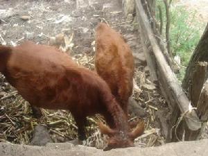 省罵王培自然村的畜牧業的情況