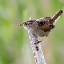 沼澤鷦鷯屬 沼澤鷦鷯屬