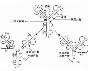 免疫球蛋白A 免疫球蛋白A