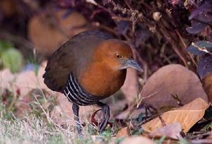 白喉斑秧雞海南亞種(圖3)