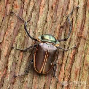彩壁金龜屬 彩壁金龜屬