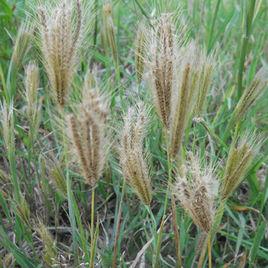 扎屁股草 扎屁股草