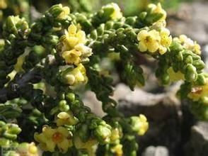 黃百里香 黃百里香