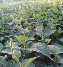 獼猴桃苗 獼猴桃苗