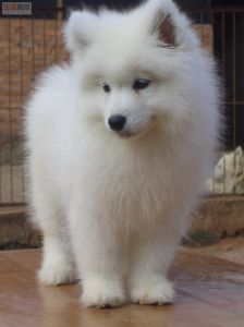 純種薩摩耶 純種薩摩耶