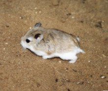 小毛足鼠 小毛足鼠