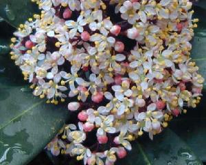 魯貝拉茵芋 魯貝拉茵芋