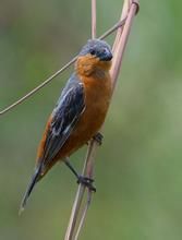 茶腹食籽雀 茶腹食籽雀