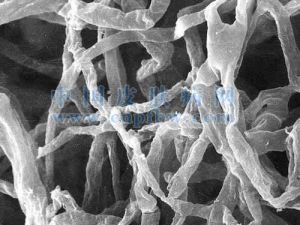 高大毛殼 高大毛殼