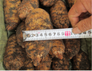 長白山綠天麻 長白山綠天麻