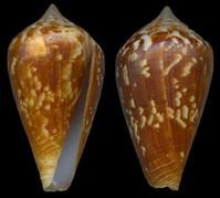 特朗卡爾芋螺 特朗卡爾芋螺