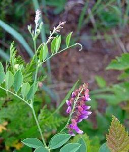大葉野豌豆組 大葉野豌豆組