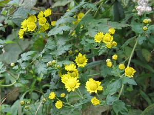 德國甘菊 德國甘菊