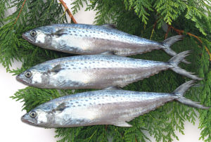 藍點馬鮫魚(扁鮫)