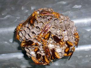 擬黃蘆蜂 擬黃蘆蜂