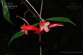 條葉芒毛苣苔 條葉芒毛苣苔