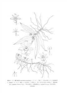 中華盆距蘭 中華盆距蘭