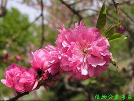 碧桃的栽培 碧桃的栽培