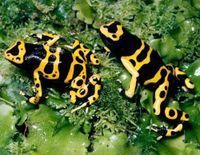 黃邊箭毒蛙 黃邊箭毒蛙