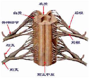 脊髓壓迫症 脊髓壓迫症