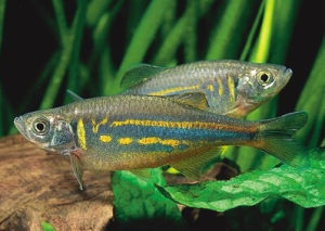 大斑馬魚 大斑馬魚