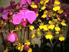 熱帶花卉園 熱帶花卉園