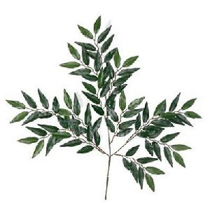 樹葉[樹進行光合作用的部位]