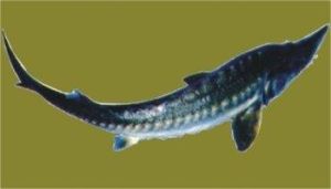 達氏七鰓鯊 達氏七鰓鯊