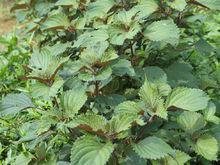 白蘇野外植物原型