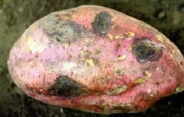 甘薯黑疤病 甘薯黑疤病